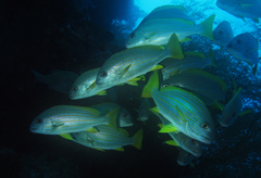Plectorhinchus chrysotaenia