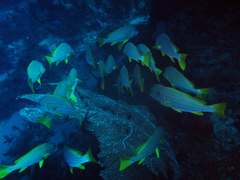 Plectorhinchus chrysotaenia