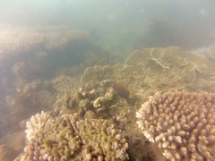 Plectroglyphidodon apicalis