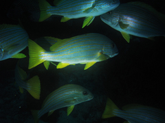 Plectorhinchus chrysotaenia
