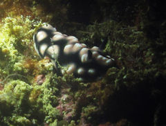 Phyllidiella pustulosa