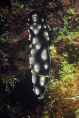 Phyllidiella pustulosa