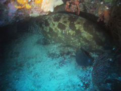Epinephelus fuscoguttatus