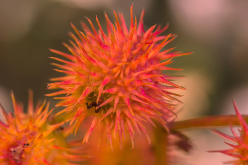 Ricinus communis