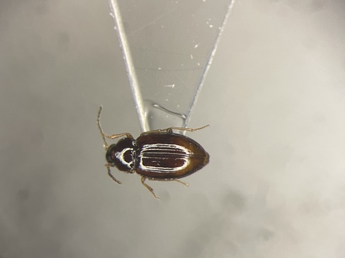 Saturated Riverbank Ground Beetle