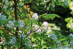Cornus florida urbiniana