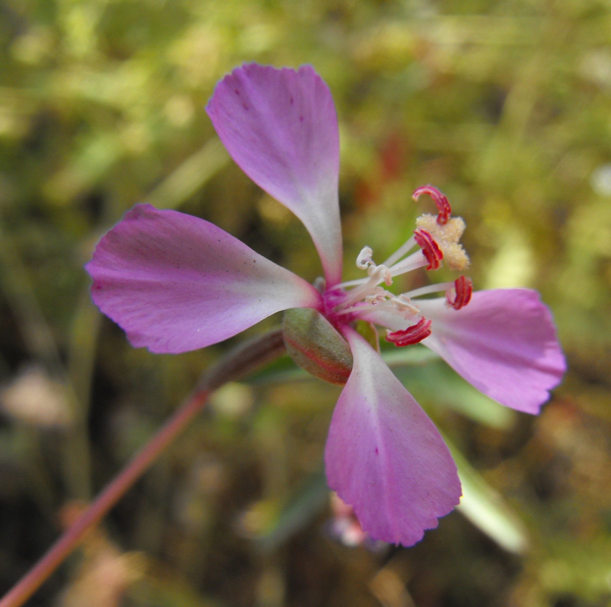Clarkia delicata
