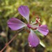 Clarkia delicata - Photo Stickpen, לא ידועות מגבלות של זכויות יוצרים  (נחלת הכלל)