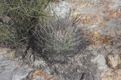 Echinofossulocactus ochoterenaus