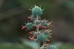 Castor Bean - Photo (c) Juanvi, some rights reserved (CC BY-NC), uploaded by Juanvi