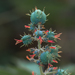 Castor Bean - Photo (c) Juanvi, some rights reserved (CC BY-NC), uploaded by Juanvi