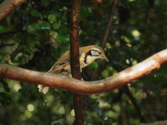 Pterorhinus pectoralis