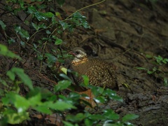 Tropicoperdix chloropus