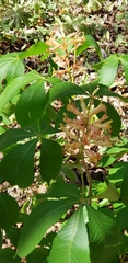 Aesculus × mutabilis, photograph (c) Stephan Eselgroth, some rights reserved (CC BY-SA)