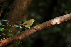 Pellorneum ruficeps