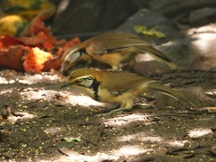 Pterorhinus pectoralis