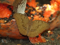 Bassarona dunya