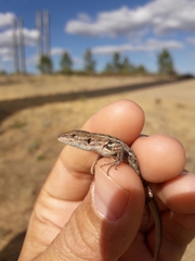 Psammodromus occidentalis