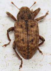 Cryptorhynchus helvus