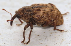 Cryptorhynchus helvus