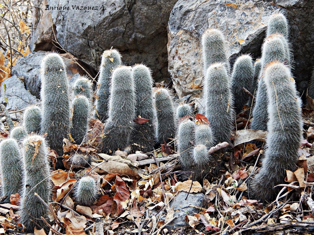 Mammillaria guerreronis  iNaturalist