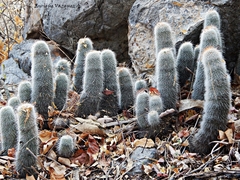 Mammillaria guerreronis