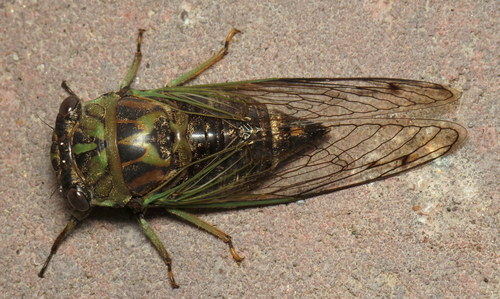 Northern Dog-day Cicada (Brandeis University - Non-holometabolous ...