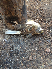 Zonotrichia albicollis