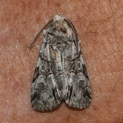 Sympistis chionanthi