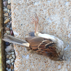 Zonotrichia albicollis