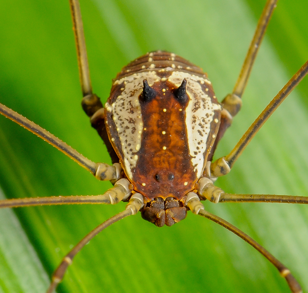 Superfamily Gonyleptoidea · iNaturalist