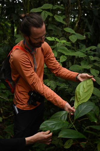 Image of Banisteriopsis caapi by (c) Alan Rockefeller, some rights reserved (CC BY)