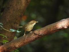 Pellorneum ruficeps