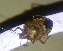 Halyomorpha picus