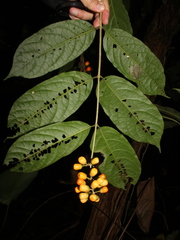Aegiphila panamensis image