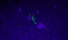 Superstitionia donensis