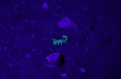 Superstitionia donensis