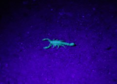 Superstitionia donensis