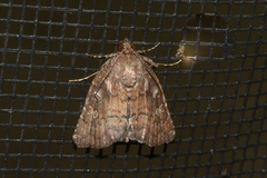 Amyna bullula