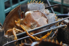 Carcinoscorpius rotundicauda