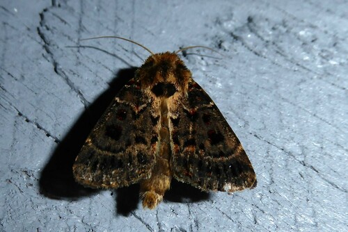Blood-spotted Noctuid photo 4