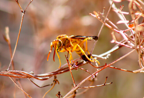 Yellow Paper Wasp