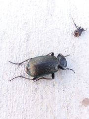 Calosoma sayi