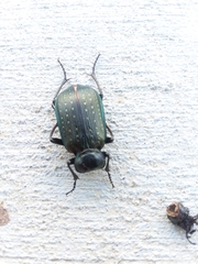 Calosoma sayi