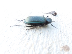 Calosoma sayi