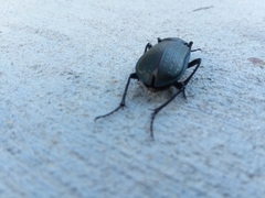 Calosoma sayi