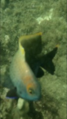 Hemiglyphidodon plagiometopon