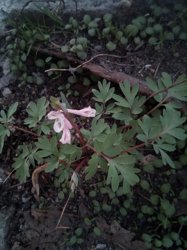 Corydalis glaucescens, photograph 1