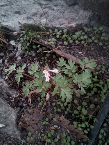 Corydalis glaucescens, photograph 2