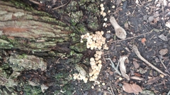 Coprinellus disseminatus